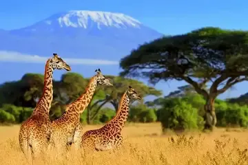 Africa safari Cover1