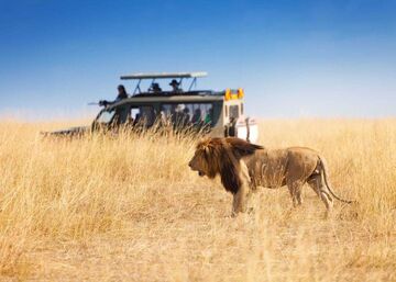 Lion safari jeep africa shutterstock 520053802