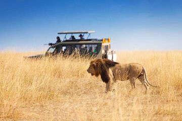 Lion safari jeep africa shutterstock 520053802